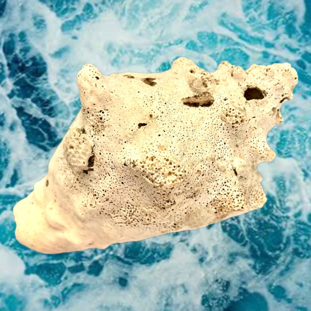 NATURAL GIANT OCEAN CONCH SEA SHELL GREAT 9"